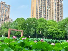 -陈家山荷花公园