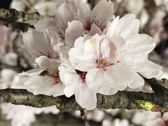 -得意楼蒸菜馆