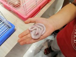 -Moni星球萌宠·小马宝莉·灵蛇·高端高阶全萌宠互动体验俱乐部(红豆国际广场店)