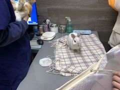 -爱侣宠医·鹦鹉专科·小型哺乳类·异宠专科(灵石路店)