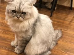 -猫友咖啡店(玉林西路店)