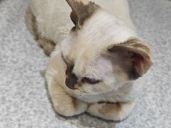 -琪喵猫屋·撸猫猫咖·猫舍