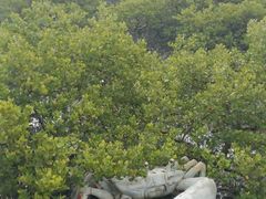 -北海金海湾红树林生态旅游区