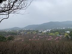 -香雪海