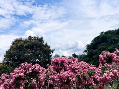 -中国科学院西双版纳热带植物园