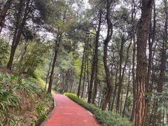 -铁山坪森林公园