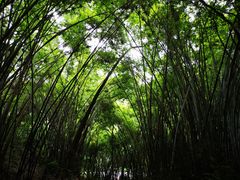-火炉山森林公园