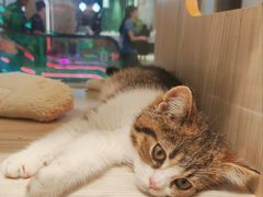 -屋虎猫馆(宝安大仟里店)