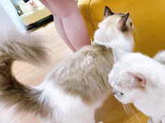 -1013 PET SHOP精品宠物商店(丁香店)