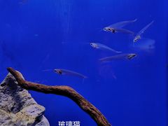 -上海海洋水族馆