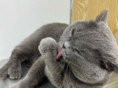 -中农大我爱我爱动物医院·核磁CT·猫病·24小时夜诊中心(石佛营店)