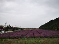 -嘉北郊野公园