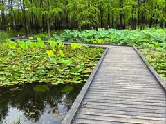 -长广溪湿地公园