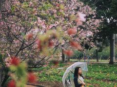 -天适樱花悠乐园