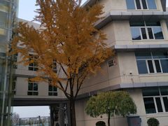 -北京四中(道元校区)