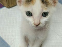 -东莞宠友24H宠物中心医院·转诊夜诊·异宠(新河北路院)