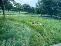 -上海野生动物园