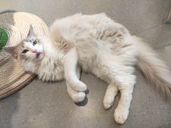 -飞行喵MR PILOT|猫舍·猫咖(静安大融城店)