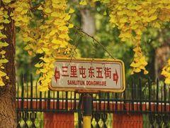 -三里屯东五街银杏大道