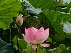 -荔湾湖公园