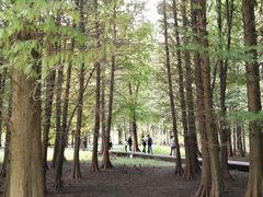 -溱湖国家湿地公园