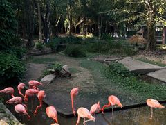 -清迈夜间动物园