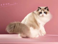 -青奢宠物·青奢猫舍