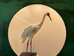 -中国湿地博物馆