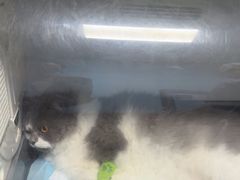 -半岛宠物医院24小时·内窥镜·牙科·碎石中心(府城大道店)
