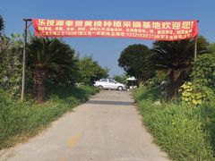 -樂桃源奉贤黄桃种植采摘基地