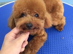 -瑞派宠物医院·24小时骨科·心脏·核磁(哈尔滨南岗店)