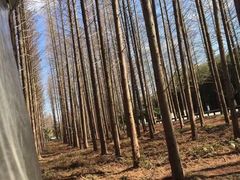 -黄海国家森林公园