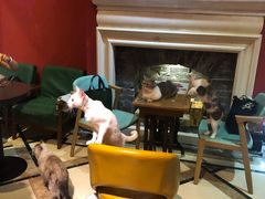 -猫色咖啡·猫咖