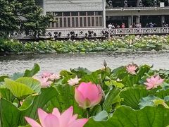 -荔湾湖公园