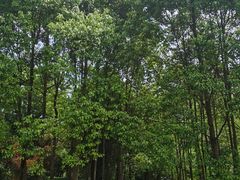 -桤木河湿地公园