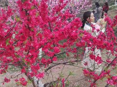 -三圣花乡旅游区