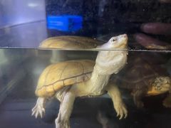 -灵龟之家百象馆(百象馆联合旗舰店)