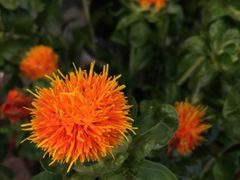 -静岸花卉园艺(三星坊店)