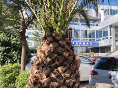 -大理.老字号渝记酸萝卜乌鱼(古城总店)