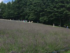 -富田农场