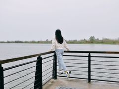 -合肥滨湖国家森林公园