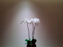 -丽晶轩中餐厅(重庆丽晶酒店)
