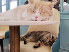 -安格丽娜·狗咖·猫咖羊驼咖(春熙路百盛商场店)