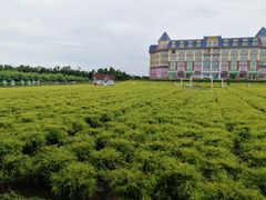 -百万葵园