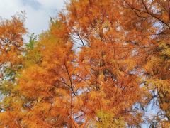 -九里河湿地公园