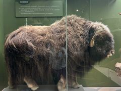 -国家自然博物馆