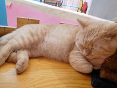 -猫小院猫主题咖啡厅(北锣店)