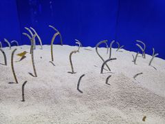 -上海海洋水族馆