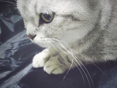 -暖阳宠物医院·犬猫康复中心·骨科