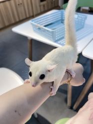 -Moni星球萌宠·小马宝莉·灵蛇·高端高阶全萌宠互动体验俱乐部(红豆国际广场店)